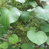 Cissampelos pareira L.